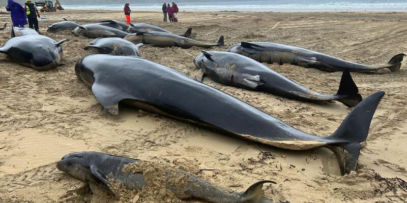 Warum die Grindwale auf der Isle of Lewis gestrandet sind, ist bislang noch nicht geklärt. - Foto: Mairi Robertson-Carrey/Cristina /PA Media/dpa