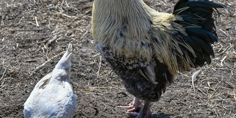 Ein Hahn und ein Huhn auf einem Bauernhof in der Freilandhaltung. - Foto: Patrick Pleul/dpa