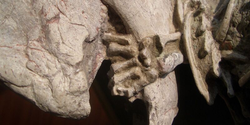 Fossil mit einer linken Hand von einem Repenomamus (Säugetier), die um den Unterkiefer von einem Psittacosaurus (Dinosaurier) gewickelt ist. - Foto: Gang Han/Nature/dpa