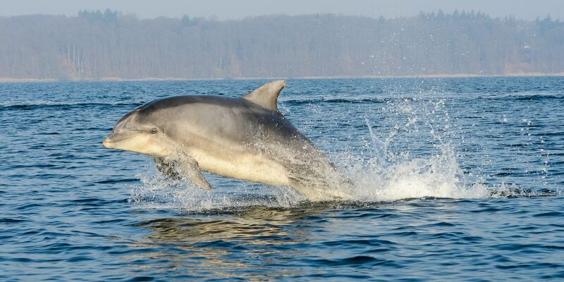 Der militärische Einsatz von Delfinen ist mit hohem Aufwand verbunden. - Foto: Benjamin Nolte/dpa