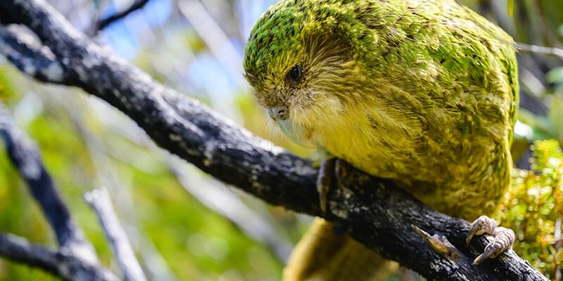 Bisher konnten Kakapos nur auf einigen raubtierfreien Inseln vor der Küste überleben. - Foto: Jake Osborne/Department of Conservation/dpa