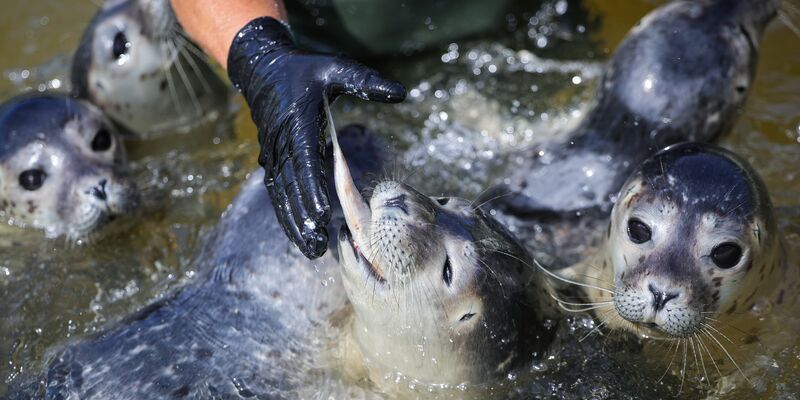 Die Leiterin der Seehundstation füttert die Heuler. - Foto: Christian Charisius/dpa