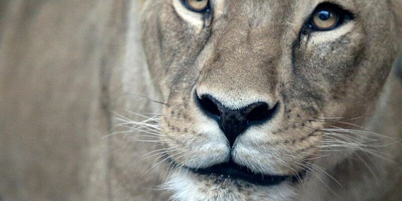 Löwin (Archiv) - Foto: ?ber dts Nachrichtenagentur