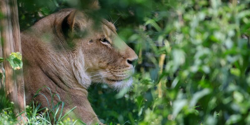 Normalerweise sieht man Löwen nur im Zoo - wie hier in Leipzig. - Foto: Jan Woitas/dpa