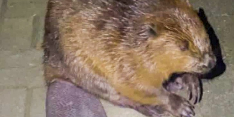 BIBER Solarkonzept Gewinnt EUPD Research Installer Award: Ein Vorbild im Rhein-Main-Gebiet - Foto: presseportal.de