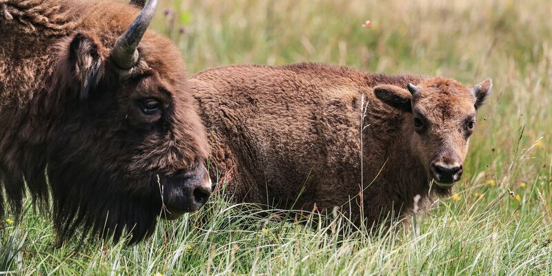 Wie sieht die Zukunft der Wisent-Wildnis im Sauerland aus? - Foto: Oliver Berg/dpa