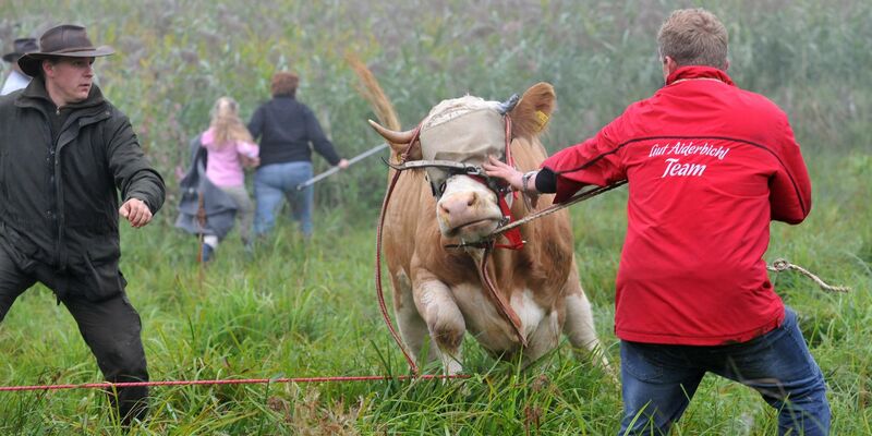 Die Kuh Yvonne flüchtete vor dem Schlachter. - Foto: Andreas Gebert/dpa