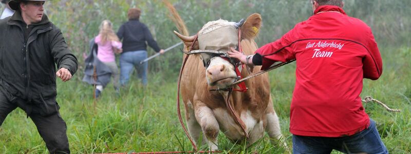 Kuh Yvonne wird auf einer Weide bei Stefanskirchen in Bayern eingefangen. - Foto: Andreas Gebert/dpa