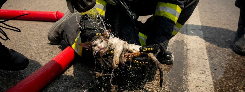 Ein rumänischer Feuerwehrmann sprüht nahe des Dorfes Gennadi Wasser auf eine vor dem Feuer gerettete Katze. - Foto: Socrates Baltagiannis/dpa