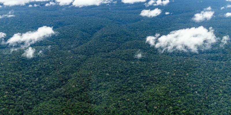 Der Amazonaswald - der weltweit größte tropische Regenwald. - Foto: Jens Büttner/dpa
