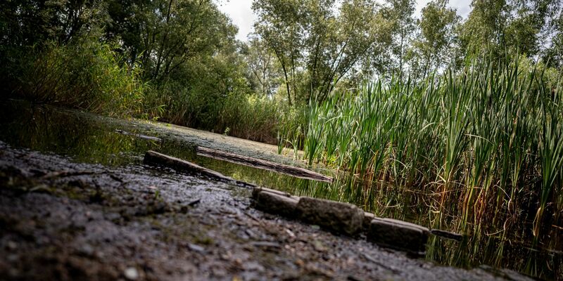 Der Krugpfuhl in Berlin-Pankow ist fast verschwunden. - Foto: Fabian Sommer/dpa