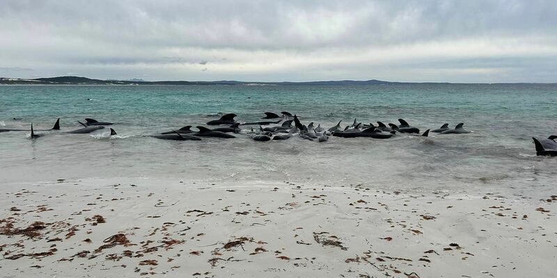 Rund 70 Grindwale sind am Cheynes Beach in Westaustralien gestrandet. - Foto: Allan Marsh/Cheynes Beach Caravan Park/AAP/dpa