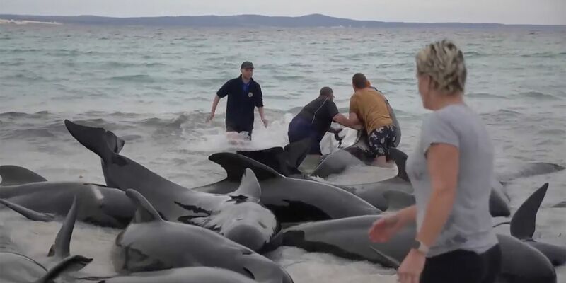 Retter versuchen, den gestrandeten Walen am Cheynes Beach östlich von Albany zu helfen. Doch die Mühe war letztlich vergeblich. - Foto: Uncredited/Australian Broadcasting Corp./AP/dpa