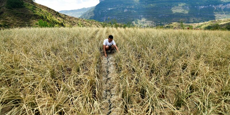 Ein Mann überprüft die durch Dürre verursachten Schäden an Reis (2022). - Foto: Yang Wenbin/XinHua/dpa