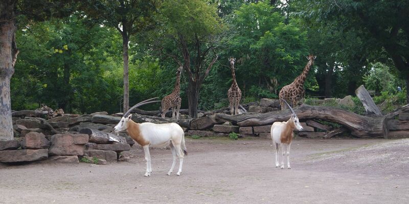 Der Magdeburger Zoo ist um eine Attraktion reicher. Zwei Säbelantilopen sind neu im Tierbestand. - Foto: -/Zoo Magdeburg/dpa