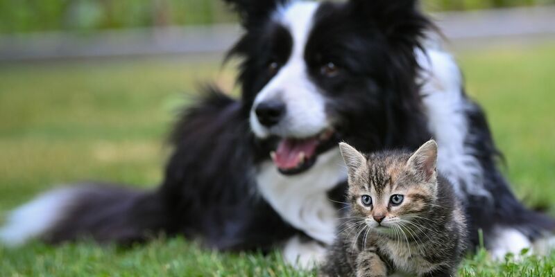 Extreme Züchtungen von Hunden und Katzen sollen in der EU gestoppt werden. - Foto: Patrick Pleul/dpa