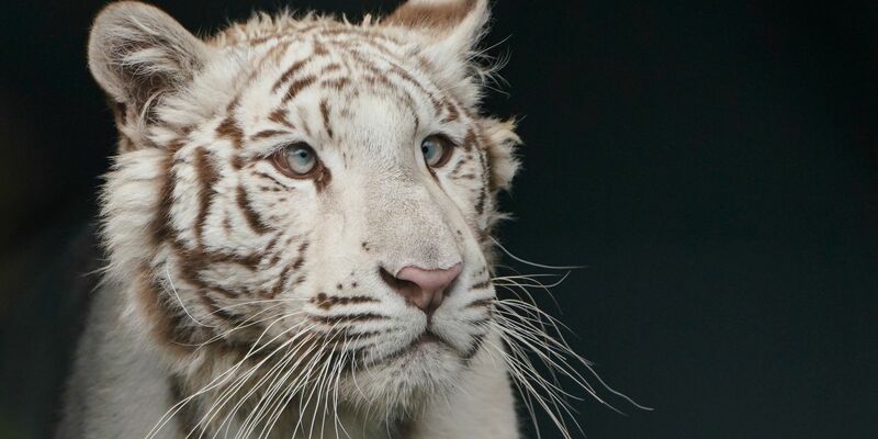 Das weiße Tigerjunge Charlota erkundet in der Auffangstation Tierart in Maßweiler sein neues Gehege. - Foto: Uwe Anspach/dpa