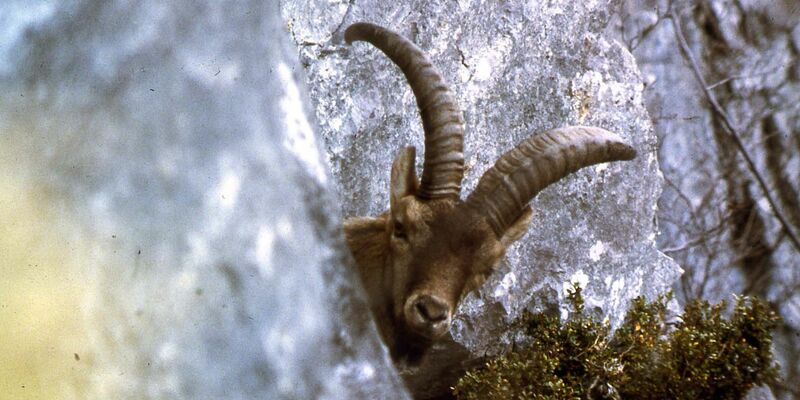 Ausgestorben: Der Pyrenäensteinbock konnte mithilfe von Gentechnik kurzzeitig wiederauferstehen. - Foto: B. Clos/Parc national des Pyrénées/dpa