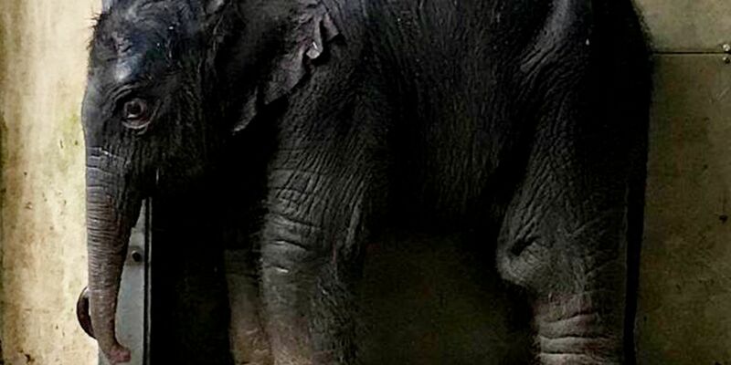 Das neu geborene Elefantenbaby im Zoo Leipzig. - Foto: --/Zoo Leipzig/dpa