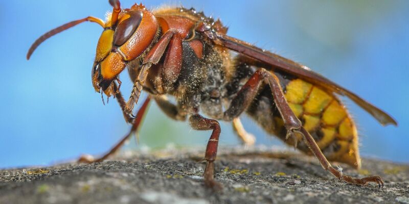 «Die ausgewachsenen Hornissen sind Vegetarier. Sie ernähren sich von Nektar und Pflanzensäften»: Eine Hornisse (Vespa crabro). - Foto: Patrick Pleul/dpa