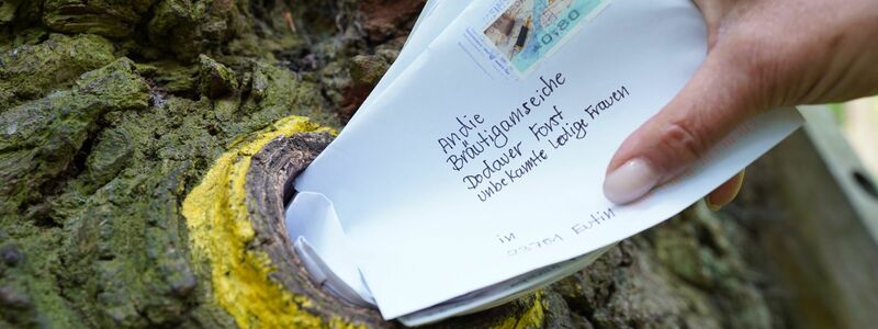 Seit rund 100 Jahren dient ein Astloch im hohlen Stamm der «Bräutigamseiche» als Kontaktbörse für einsame Herzen aus aller Welt. Der Baum hat sogar eine eigene Postleitzahl. - Foto: Marcus Brandt/dpa