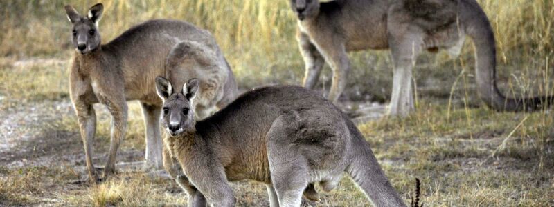Das Känguru ist das ikonische Nationaltier Australiens und wird dennoch grausam gejagt. - Foto: Mark Graham/AP/dpa