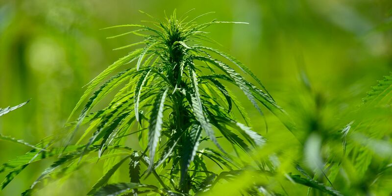 Fehlt es dem Cannabis-Gesetzesentwurf der Bundesregierung an Präzision und Weitsicht? Das findet jedenfalls die Gewerkschaft der Polizei. - Foto: Klaus-Dietmar Gabbert/dpa