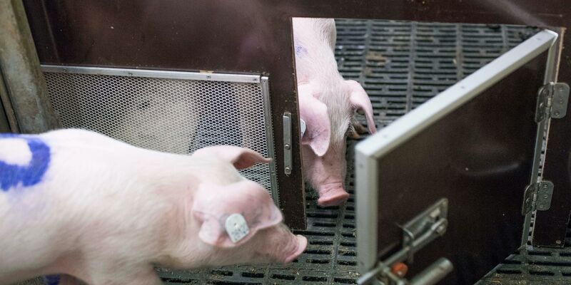 Bei einem Experiment des Forschungsinstituts für Nutztierbiologie (FBN) befreien Schweine ihre Artgenossen durch das Öffnen von Türen aus Boxen. - Foto: Frank Hormann/FBN/dpa