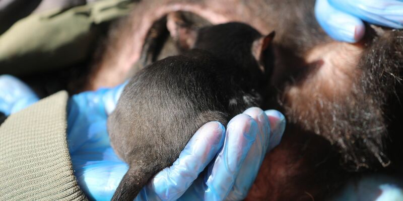 Der kleine Milo wird sein ganzes Leben in Freiheit verbringen. - Foto: -/Aussie Ark/dpa