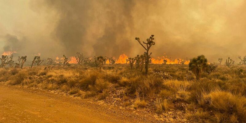 Umweltschützer und Behörden befürchten schwere Schäden für die Vegetation im Südosten Kaliforniens. - Foto: R. Almendinger/National Park Service Mojave National Preserve/ZUMA Press Wire/dpa