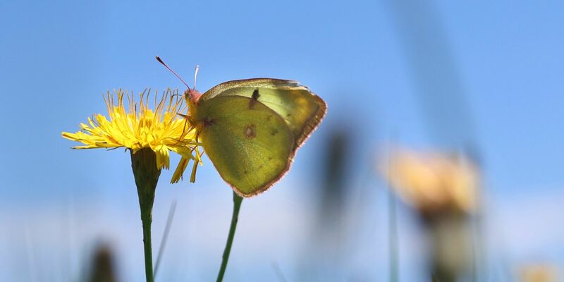 Ein Weißklee-Gelbling sitzt auf einer Blume. - Foto: Karl-Josef Hildenbrand/dpa