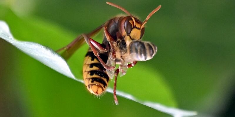 Eine Hornisse frisst eine Honigbiene. - Foto: Britta Pedersen/dpa-Zentralbild/dpa