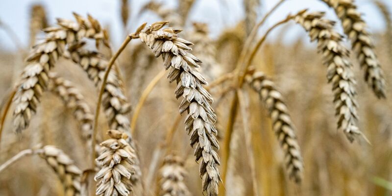 Das feuchte Wetter hat Folgen für die Getreideernte. - Foto: Stefan Sauer/dpa