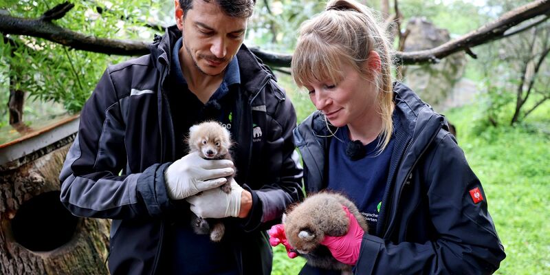 Der Karlsruher Zootierarzt Dr. Lukas Reese und die Biologin Sandra Dollhäupl begutachten die jungen Pandas. - Foto: Timo Deible/Zoo Karlsruhe/dpa