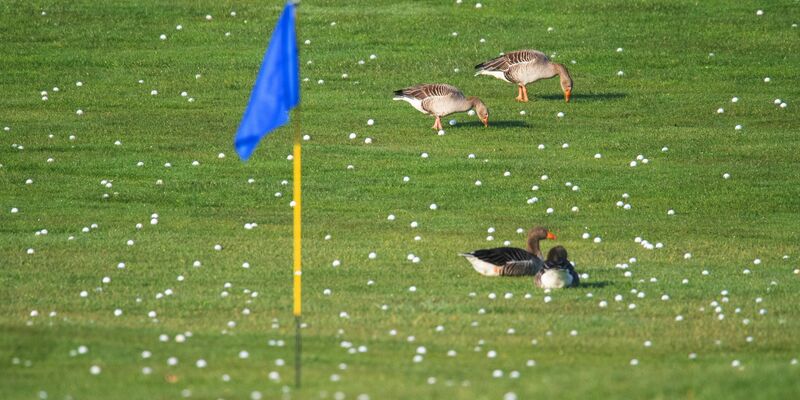Die Graugänse fühlen sich schon mal wohl - bald sollen sich mehr Vögel und Insekten auf Golfplätzen tummeln. - Foto: Julian Stratenschulte/dpa