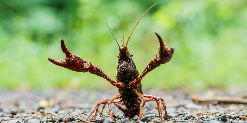 Ein Sumpfkrebs stellt sich einem Angreifer entgegen. Der amerikanische Sumpfkrebs ist ein Allesfresser und trägt zudem die Krebspest in sich. - Foto: Andreas Arnold/dpa