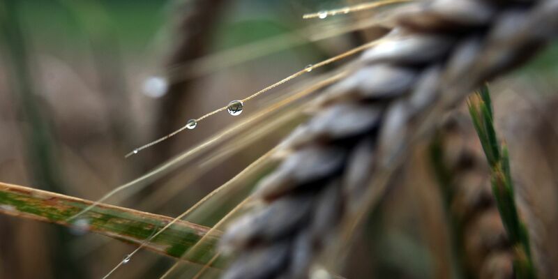 Regentropfen hängen am frühen Morgen an einer Getreideähre. Auch am Wochenende wird es regnerisch. - Foto: Karl-Josef Hildenbrand/dpa