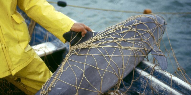 Ein Vaquita, ein Kalifornischer Schweinswal, im Netz eines Fischers vor der Küste von Mexiko. Der Meeressäuger ist vom Aussterben beedroht. - Foto: Cristian Faesi/WWF/dpa