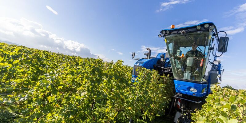 Der Fahrer eines Trauben-Vollernters manövriert seine Maschine durch die Weinreben und erntet dabei Trauben der Sorte Gutedel. - Foto: Philipp von Ditfurth/dpa