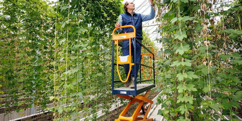Ein Versuchsgewächshaus zur Entwicklung von neuen Hopfensorten im Hopfenforschungszentrum Hüll. - Foto: Matthias Balk/dpa