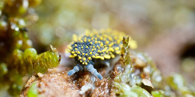 Böden sind laut einer neuen Studie weltweit das artenreichste Ökosystem. - Foto: Andy Murray/-/dpa