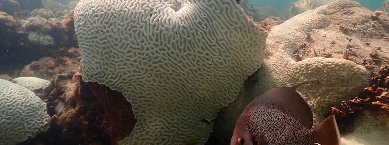 Zahlreiche Korallen drohen in diesem Jahr angesichts der Temperaturen auszubleichen. - Foto: Andrew Ibarra/NOAA/AP/dpa