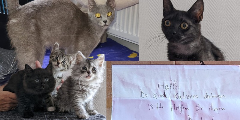 POL-DU: Alt-Homberg: Zwei tote Katzen gefunden - Polizei sucht Zeugen - Foto: presseportal.de