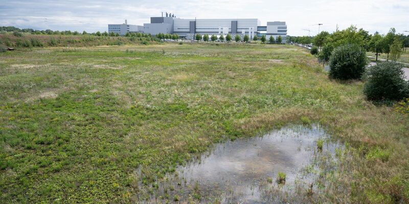 Ein Kameramann auf einer Wiese im Dresdner Stadtteil Klotzsche: In der Nähe der  Halbleiterfabrik von Bosch will auch der taiwanische Chiphersteller TSMC eine Fabrik errichten. - Foto: Sebastian Kahnert/dpa
