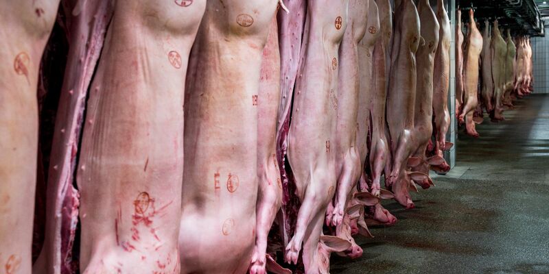 Schweinehälften hängen im Kühlhaus eines Schlachthofs. Mit einem Anteil von 62 Prozent bleibt Schwein die mit Abstand wichtigste Fleischart vor Geflügel (23,2 Prozent) und Rind (14,5 Prozent). - Foto: Daniel Vogl/dpa