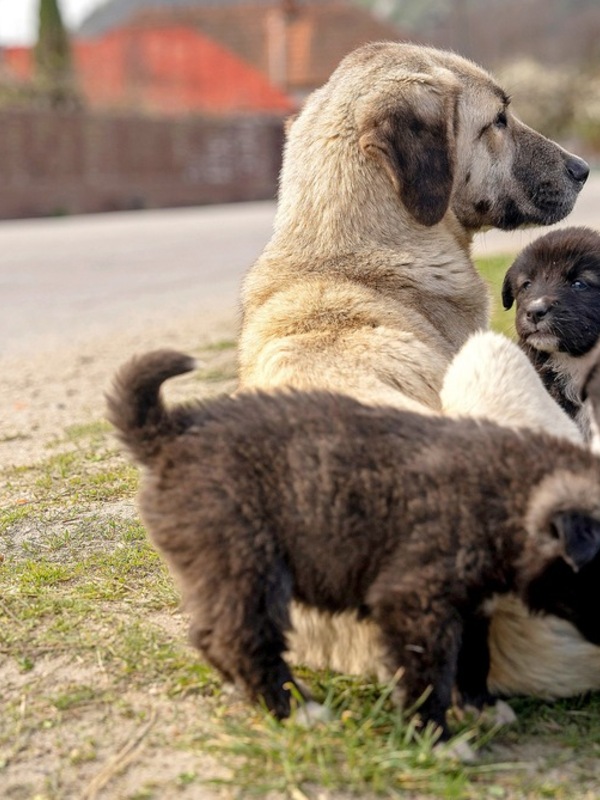 “Cane senzatetto – Salvami chi può”