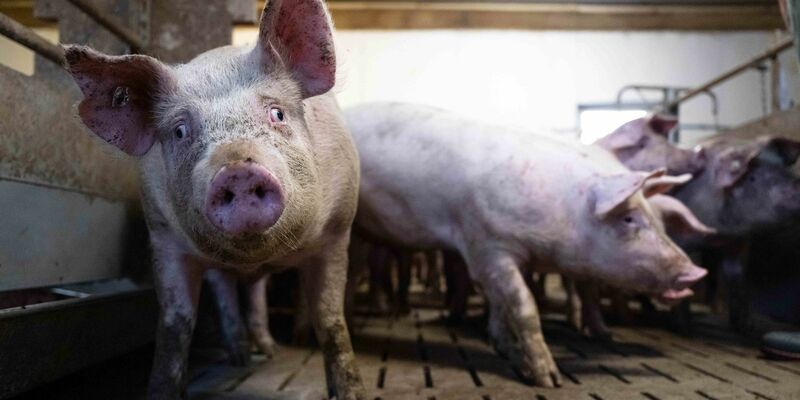 Schweine im Mastbetrieb: Sowohl Aldi als auch  Lidl wollen ihr Tierwohl-Angebot ausbauen. - Foto: Sina Schuldt/dpa