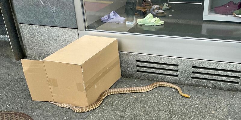 Eine Riesenschlange schlängelt sich in der Schweizer Kleinstadt Kriens über den Bürgersteig. - Foto: Luzerner Polizei/dpa