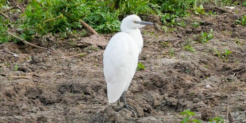 Ein Kuhreiher steht auf einem Feld am Altmühlsee in Mittelfranken. Nach Angaben des Landesbunds für Vogel- und Naturschutz brütet die Vogelart erstmals in Deutschland. - Foto: Sonja Dollhopf/LBV/dpa
