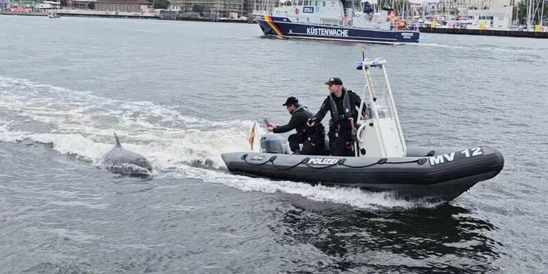 Ein Delfin folgt dem motorisierten Schlauchboot der Wasserschutzpolizei vor Rostock-Warnemünde. - Foto: -/Landeswasserschutzpolizeiamt MV/dpa